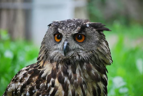 closeup view of eagle owl at wild nature