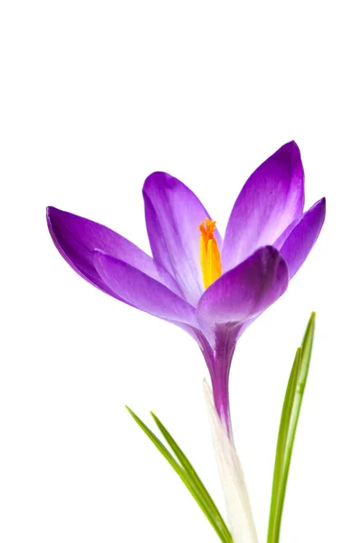 Fleurs Crocus Pétales Flore Printanière — Photo