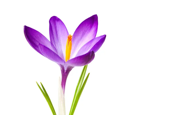 Spring Crocuses Flora Petals — Stock Photo, Image