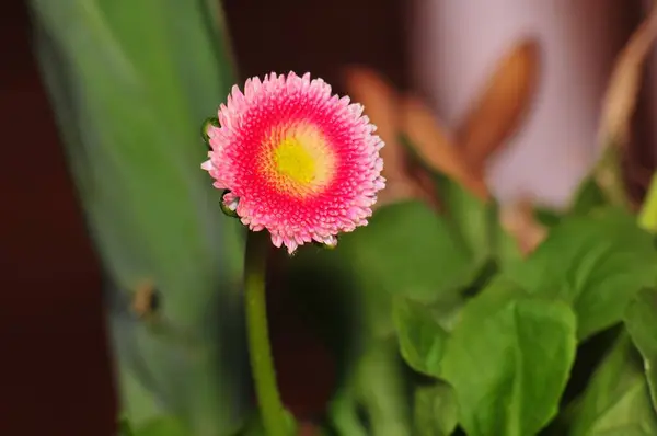 Güzel Çiçekler Çiçek Konsepti — Stok fotoğraf