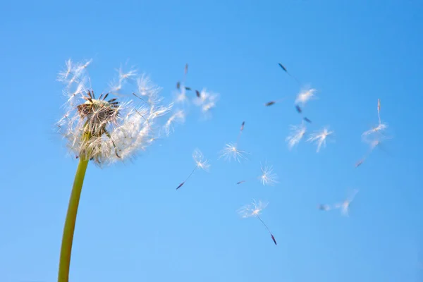 Diente León Viento — Foto de Stock