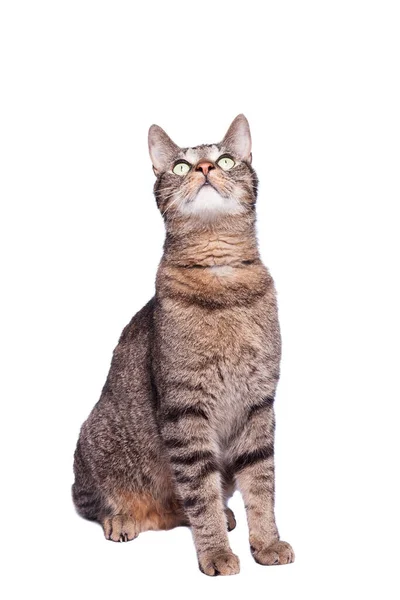 Schattig Kat Geïsoleerd Witte Achtergrond — Stockfoto