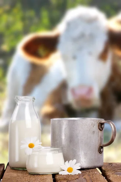 自然環境下での牛乳 — ストック写真