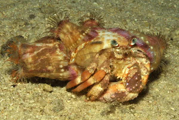 Deze Heremietkreeft Heeft Een Heel Mooi Huis Van Zeeanemonen Geregistreerd — Stockfoto