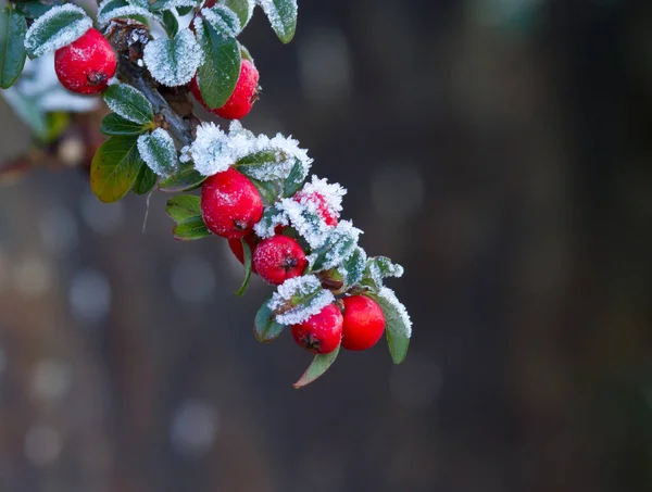 Червоні Ягоди Морозом Взимку — стокове фото
