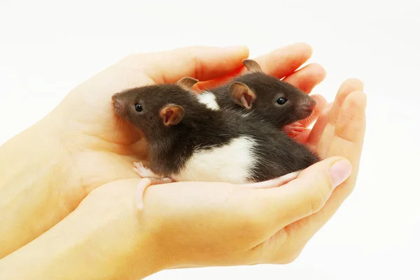 Grappige Rat Handen Geïsoleerd Witte Achtergrond — Stockfoto