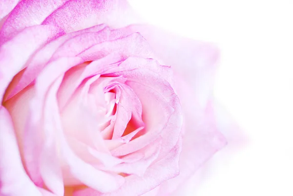 Gros Plan Une Rose Rose — Photo