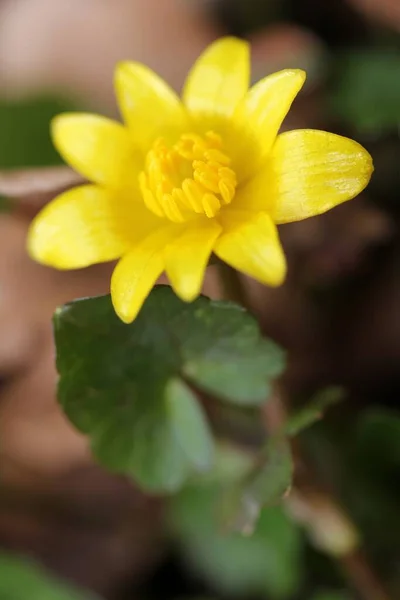 Klauwkruid Ficaria Verna — Stockfoto