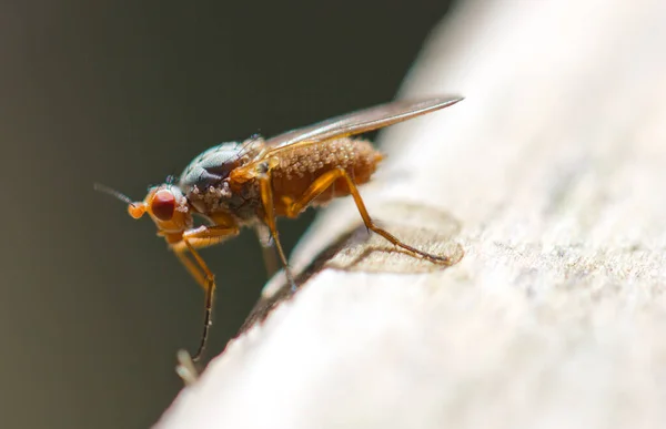 Primo Piano Bug Natura Selvaggia — Foto Stock