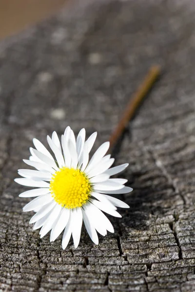 Daisy Full Bloom — Stock Photo, Image