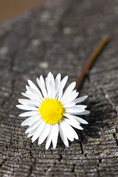 Daisy Full Bloom — Stock Photo, Image