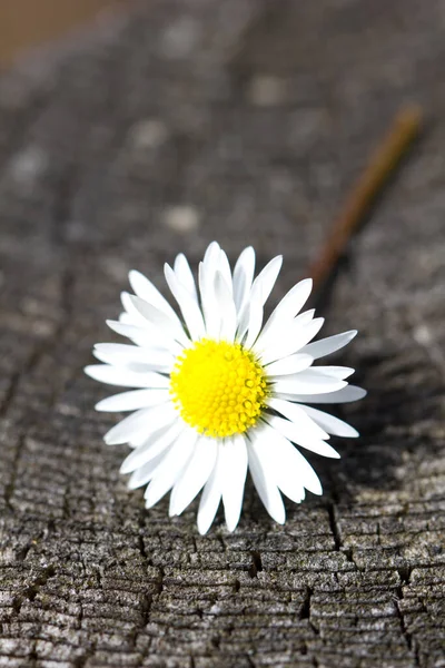 Marguerite Fleurs Pétales Flore — Photo