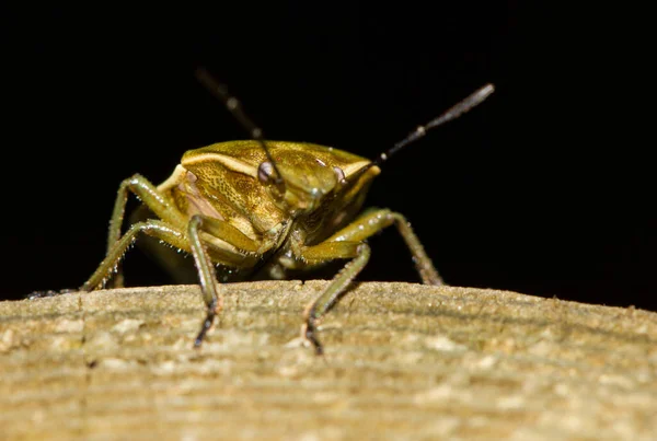 野生の自然界での虫の接近 — ストック写真