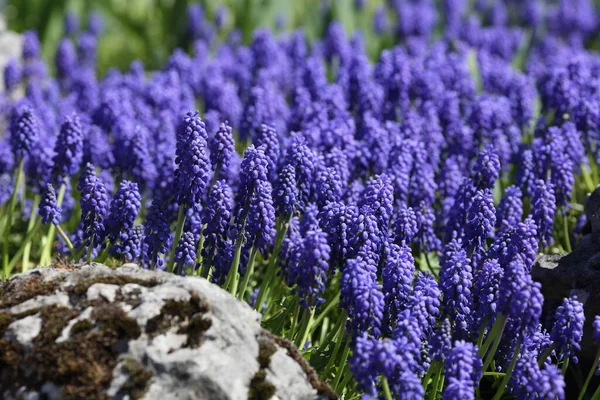 Süslü Bahçedeki Üzümlü Sümbül Muscari Detayları — Stok fotoğraf