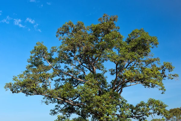 Красивое Дерево Фоне Голубого Неба — стоковое фото