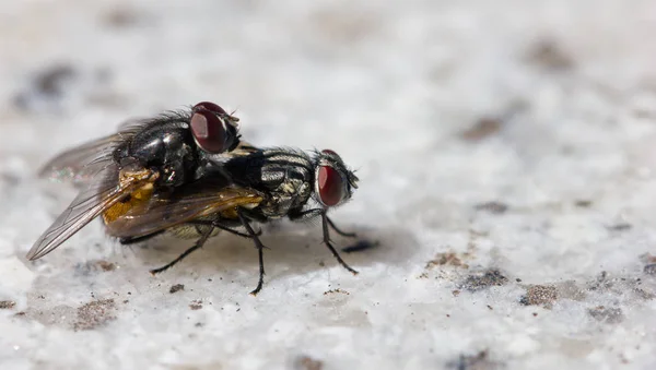 Close Van Een Insect Wilde Natuur — Stockfoto