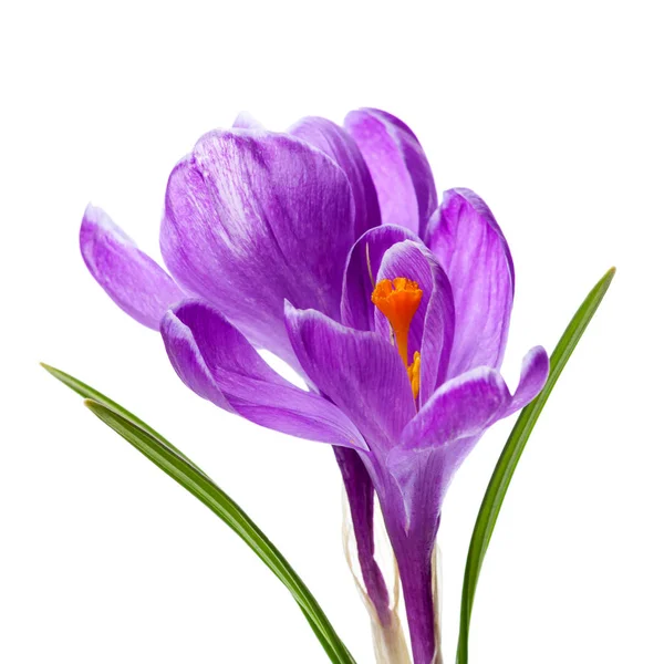 Flori Crocus Flora Primăvară — Fotografie, imagine de stoc