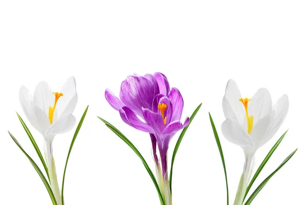 クロッカスの花春の植物 — ストック写真
