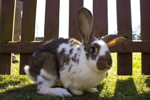 Hase Housed Sanctuary Green Meadow Osterhase — 스톡 사진