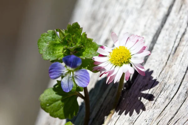 Vista Hermosas Flores Primavera —  Fotos de Stock