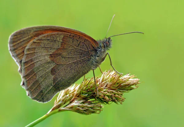 Close Bug Natureza Selvagem — Fotografia de Stock