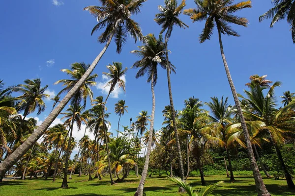 多巴哥鸽子角的椰子树 — 图库照片
