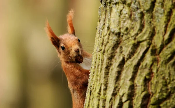 Flora Fauna Squirrel Animal Rodent Fluffy Squirrel — Stock Photo, Image