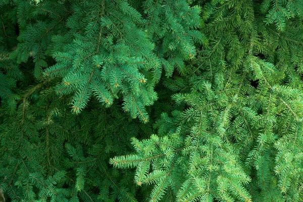 Tannenzweige Detail — Stockfoto