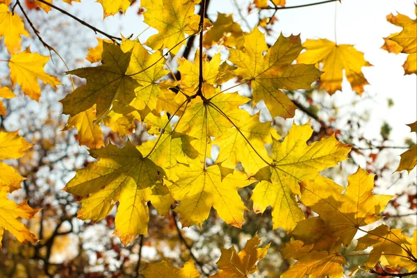 Herbst Blättert Laub Flora Herbst — Stockfoto