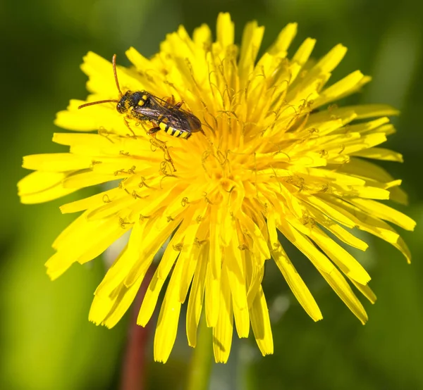 Včela Sbírat Nektar Pampeliška Květ — Stock fotografie