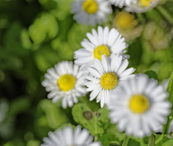 田野里的白色雏菊 — 图库照片
