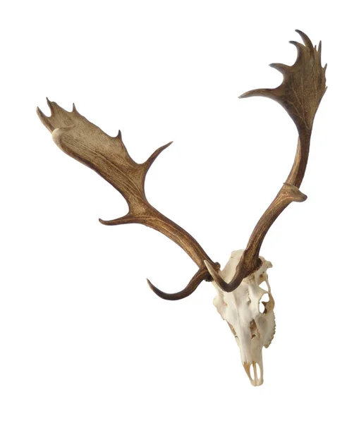 Fallow Deer Skull Isolate White Background — Stock Photo, Image