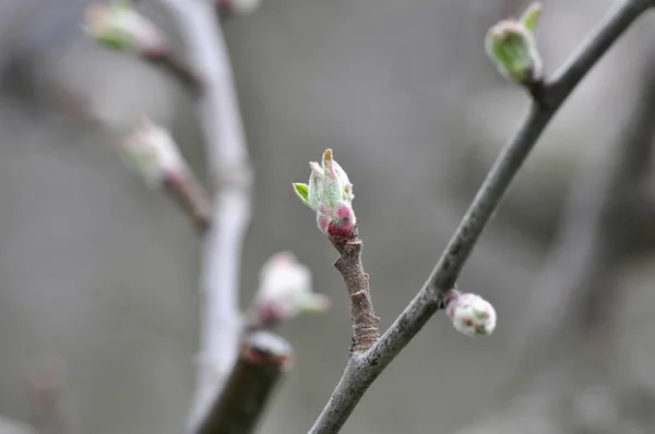 苹果树芽特写 — 图库照片