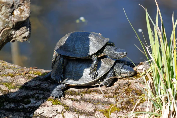 Dierenwelzijn Dierentuin — Stockfoto