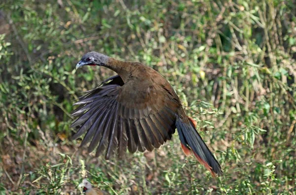 Vista Panorámica Hermoso Pájaro Naturaleza — Foto de Stock