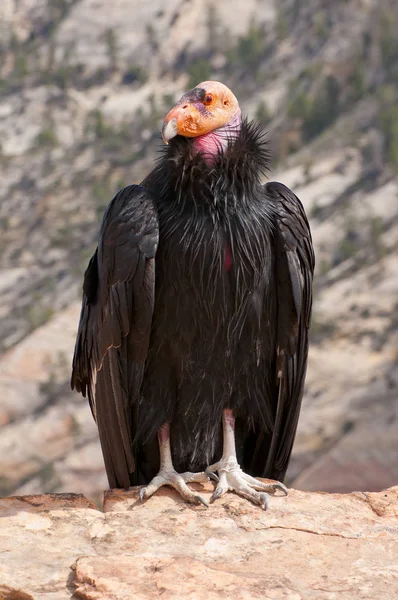 California Condor Zion —  Fotos de Stock