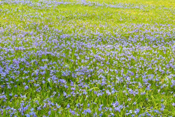 Prado Con Estrellas Azules Primavera — Foto de Stock