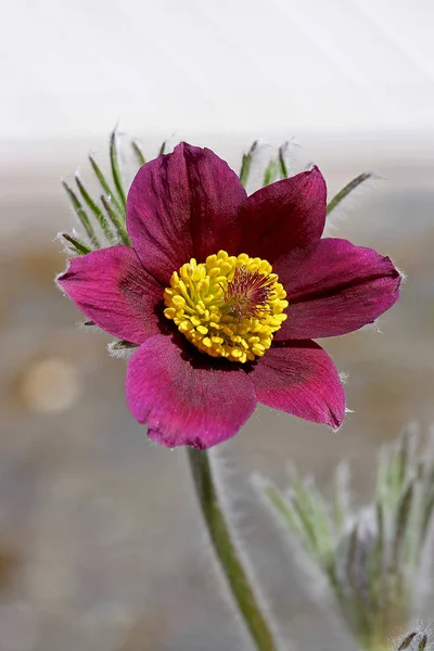 Mooie Bloemen Bloemige Concept Natuur Achtergrond — Stockfoto