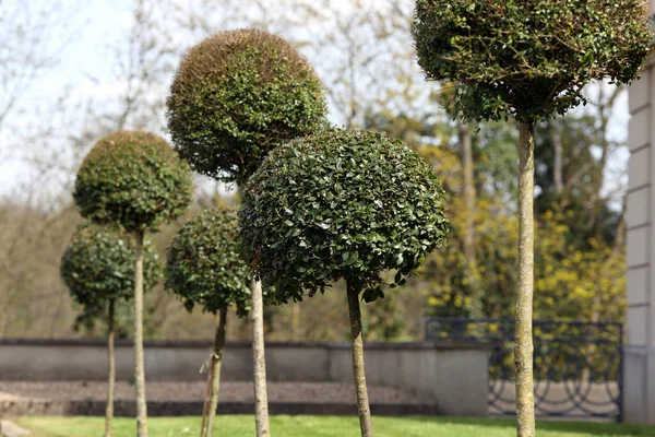 Detalhes Bolas Buxus Jardim Ornamental — Fotografia de Stock