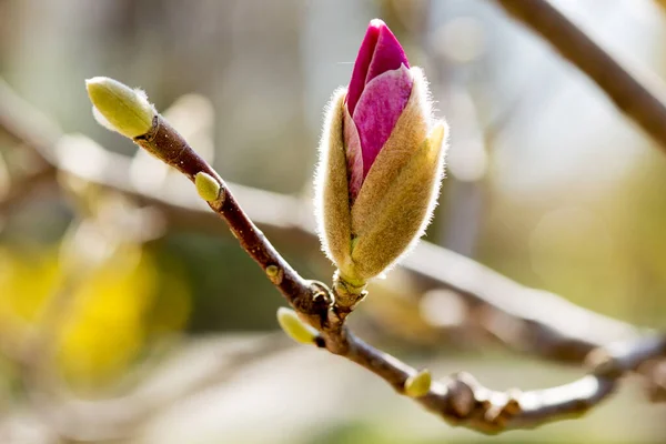 용설란 꽃봉오리가 식물의 — 스톡 사진