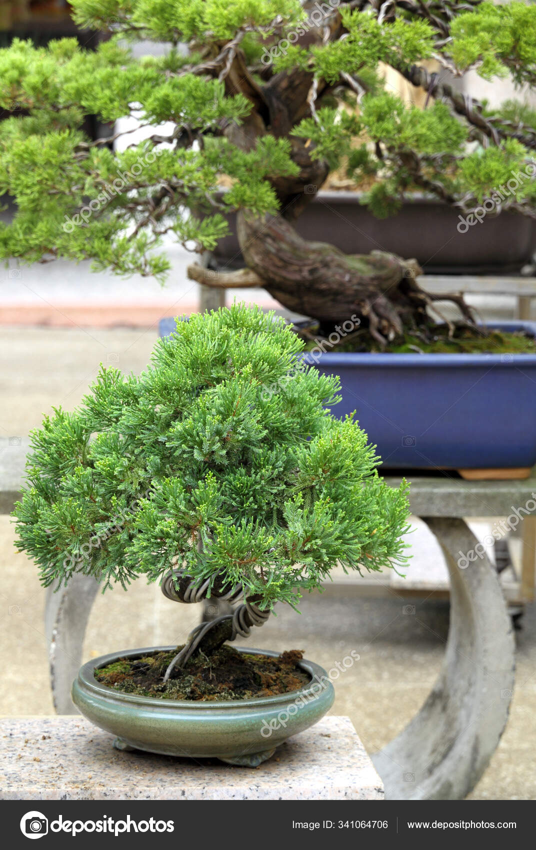 Bonsai Tree Growing Plant Stock Photo by ©PantherMediaSeller 341064706