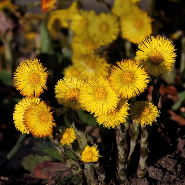 美しい花 花のコンセプトの背景 — ストック写真