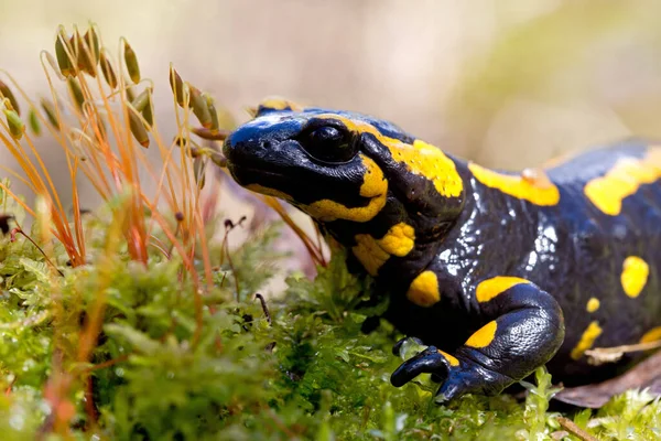 Salamander Dier Reptielen Hagedis — Stockfoto
