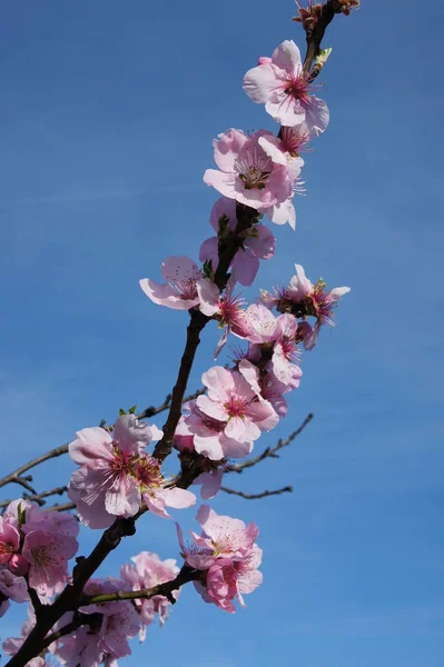 Flora Blossom Flowers Spring — Stock Photo, Image