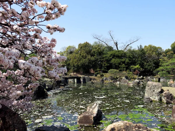 Japanse Tuin Natuur Flora — Stockfoto