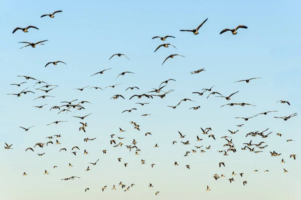 Vue Panoramique Magnifiques Goélands Oiseaux — Photo