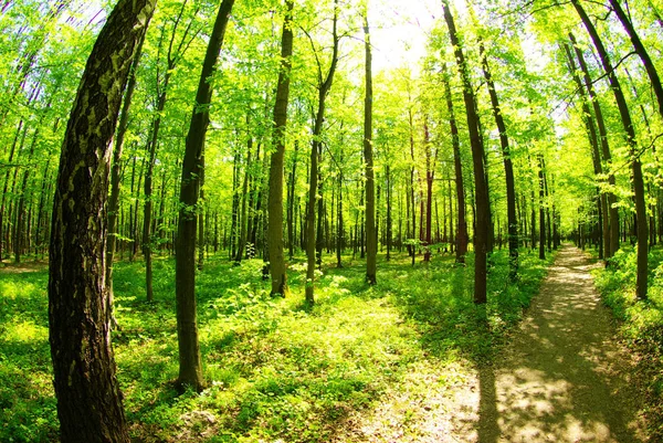 Stezka Zeleném Lese — Stock fotografie