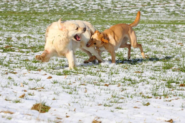 Jogar Cães Animal Estimação — Fotografia de Stock