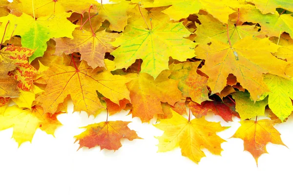 Podzimní Javorové Listy Izolované Bílém — Stock fotografie