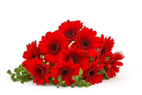 Beautiful Gerbera Flowers Background — Stock Photo, Image
